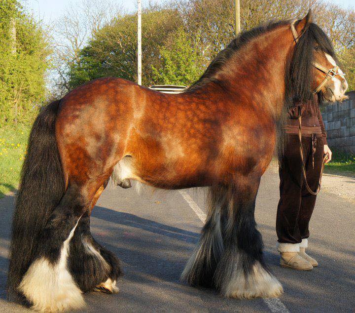 Gypsy Vanner Stallion - Brackenhill Alfie @Brackenhill GypsyHorses